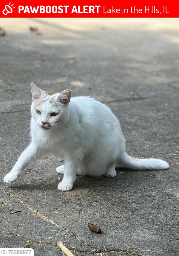 Lost Male Cat last seen Ceded and Burr, Lake in the Hills, IL 60156