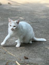 Lost Male Cat last seen Ceded and Burr, Lake in the Hills, IL 60156