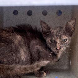 Shelter Stray Female Cat last seen , Animal Care & Control Team of Philly, 111 W Hunting Park Ave, Philadelphia, PA 19140, USA