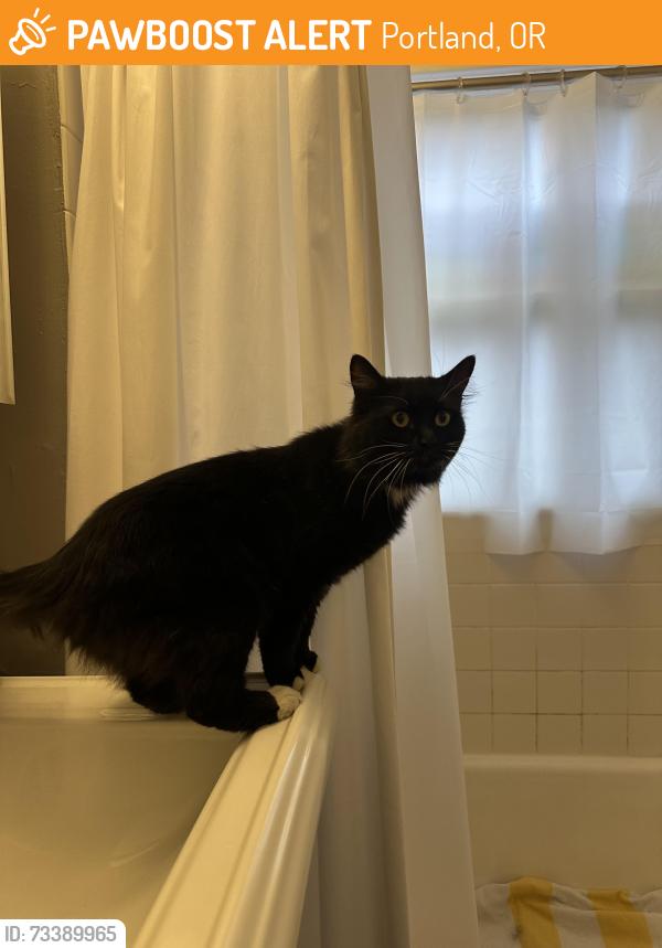 Found/Stray Unknown Cat last seen 21st and Johnson, Portland, OR 97209