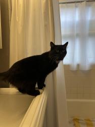 Found/Stray Unknown Cat last seen 21st and Johnson, Portland, OR 97209