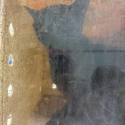 Shelter Stray Female Cat last seen , Animal Care & Control Team of Philly, 111 W Hunting Park Ave, Philadelphia, PA 19140, USA