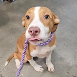 Shelter Stray Female Dog last seen , 3607 N Armenia Ave, Tampa, FL 33607, USA