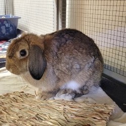 Shelter Stray Female Rabbit last seen , 3607 N Armenia Ave, Tampa, FL 33607, USA
