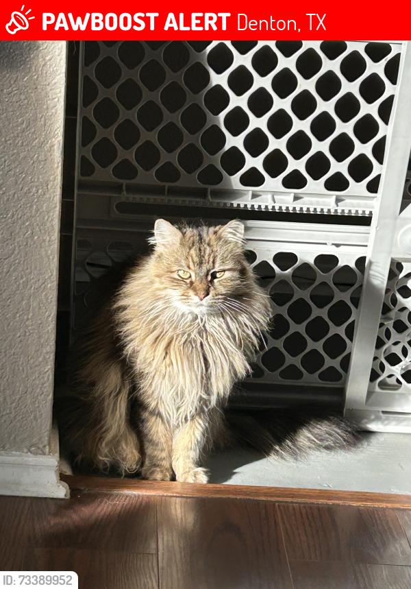 Lost Female Cat last seen Riney Rd./Windsor Dr., Denton, TX 76207