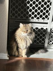 Lost Female Cat last seen Riney Rd./Windsor Dr., Denton, TX 76207