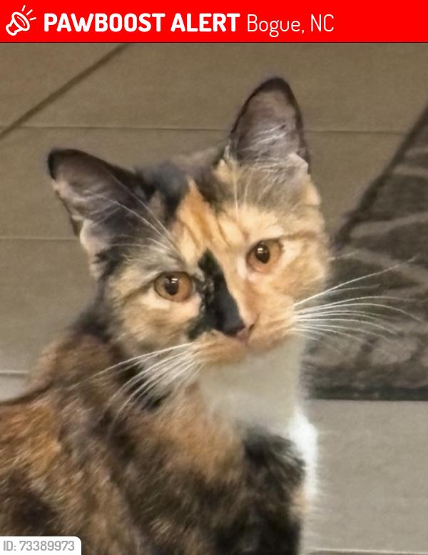 Lost Female Cat last seen Highway 24 and bogue loop road, Bogue, NC 28570