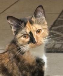 Lost Female Cat last seen Highway 24 and bogue loop road, Bogue, NC 28570