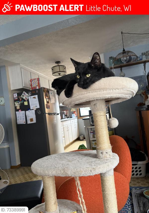 Lost Female Cat last seen Pierce and Adam’s Way, Little Chute, WI 54140
