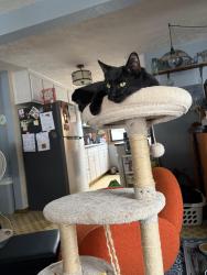 Lost Female Cat last seen Pierce and Adam’s Way, Little Chute, WI 54140