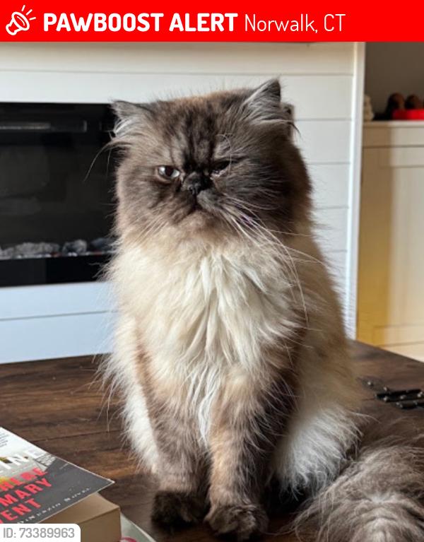 Lost Male Cat last seen Seen on N. Taylor Ave. In the Kendall / Ponus school area., Norwalk, CT 06854