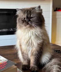Lost Male Cat last seen Seen on N. Taylor Ave. In the Kendall / Ponus school area., Norwalk, CT 06854