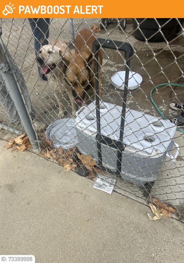 Found/Stray Male Dog last seen Los Altos, Hacienda Heights, CA 91745
