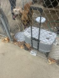 Found/Stray Male Dog last seen Los Altos, Hacienda Heights, CA 91745