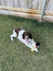 Lost Male Dog last seen Near S. Sycamore Ave Wichita KS 67217, Wichita, KS 67217