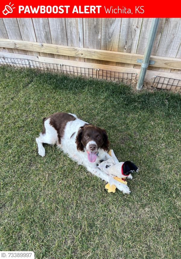 Lost Male Dog last seen Near S. Sycamore Ave Wichita KS 67217, Wichita, KS 67217