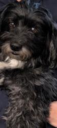 Lost Male Dog last seen Van sansul and Williams, San Jose, CA 95128