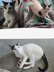 Lost Female Cat last seen Off La Paz and Malaga and Alcazar, Dana Point, CA 92629