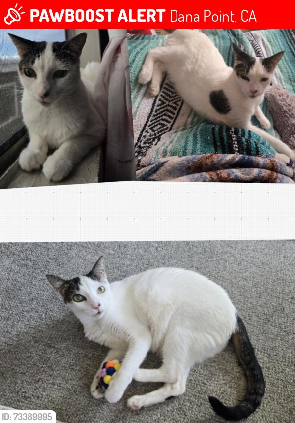Lost Female Cat last seen Off La Paz and Malaga and Alcazar, Dana Point, CA 92629