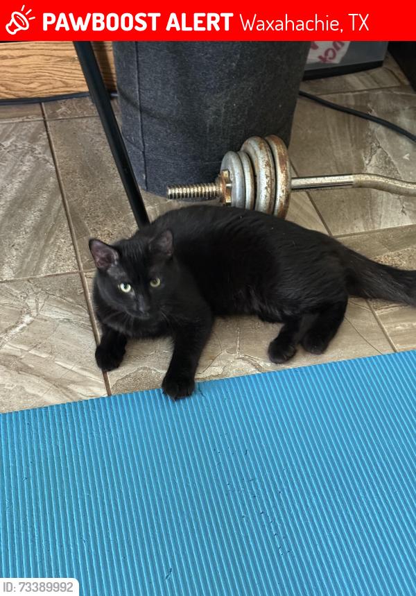 Lost Male Cat last seen Delta Rd, Waxahachie, TX 75165