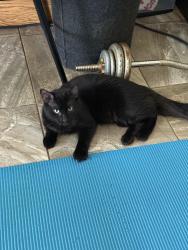 Lost Male Cat last seen Delta Rd, Waxahachie, TX 75165