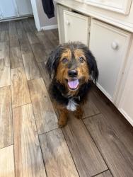 Found/Stray Male Dog last seen Near, Houston, TX 77090