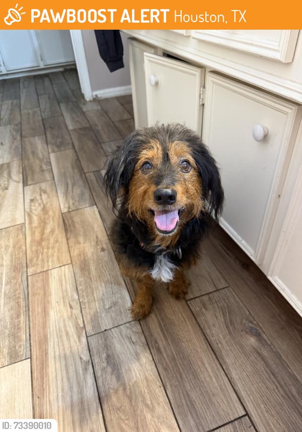 Found/Stray Male Dog last seen Near, Houston, TX 77090