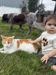 Lost Male Cat last seen Trapelo Rd, Waltham, MA 02451