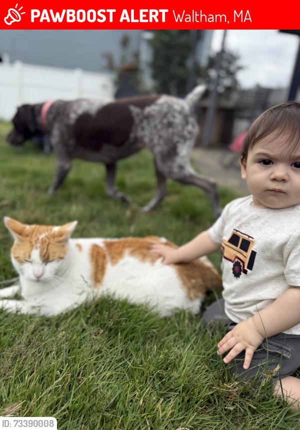 Lost Male Cat last seen Trapelo Rd, Waltham, MA 02451