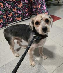 Shelter Stray Male Dog last seen , 22415 Groesbeck Hwy, Warren, MI 48089, USA