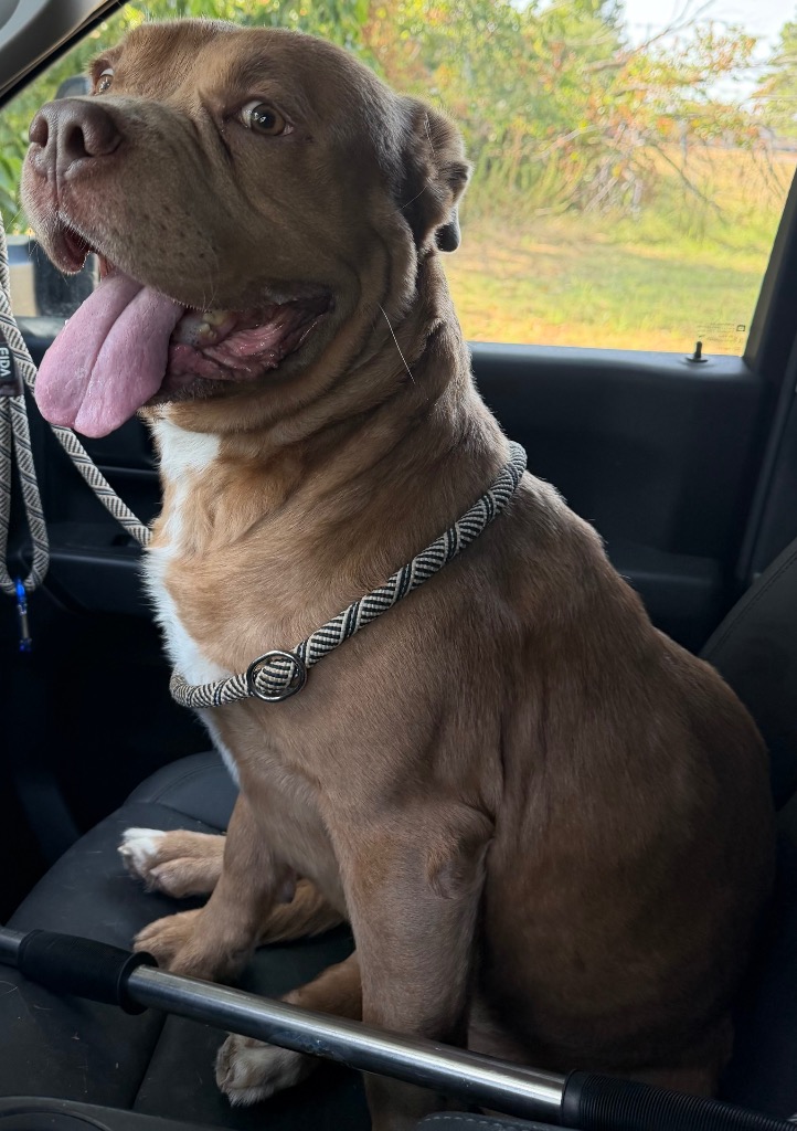 Shelter Stray Male Dog last seen Midwest City, 8485 E Reno Ave, Midwest City, OK 73110, USA