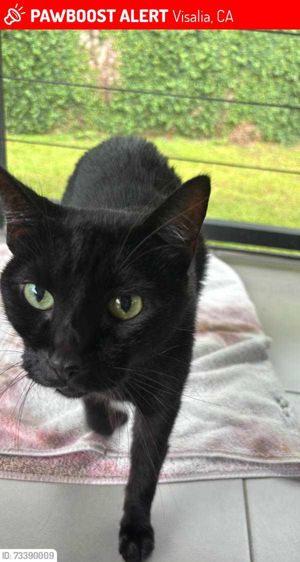 Lost Male Cat last seen Near Elementary school across Akers., Visalia, CA 93291
