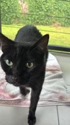 Lost Male Cat last seen Near Elementary school across Akers., Visalia, CA 93291