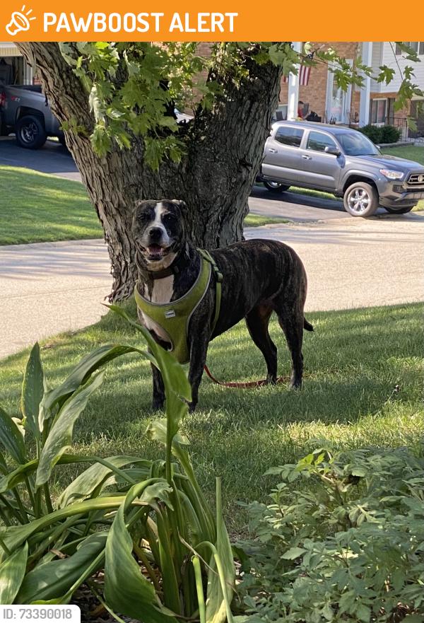 Found/Stray Female Dog last seen Teagarden or Carnation Dr, Montgomery County, OH 45449
