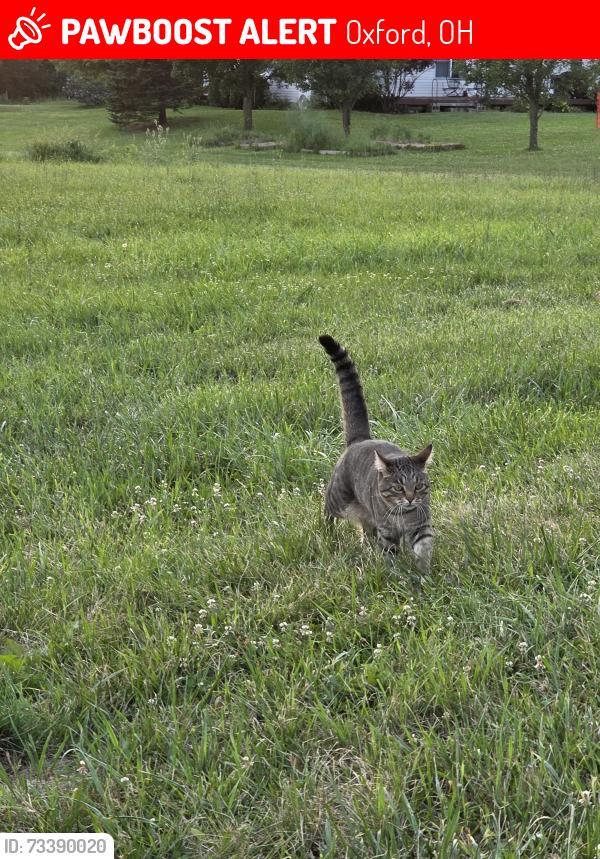 Lost Male Cat last seen By oxford milford road., Oxford, OH 45056