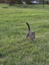 Lost Male Cat last seen By oxford milford road., Oxford, OH 45056