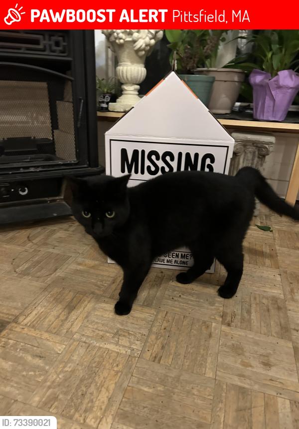 Lost Male Cat last seen Elm St, Pittsfield, MA 01201