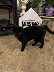 Lost Male Cat last seen Elm St, Pittsfield, MA 01201