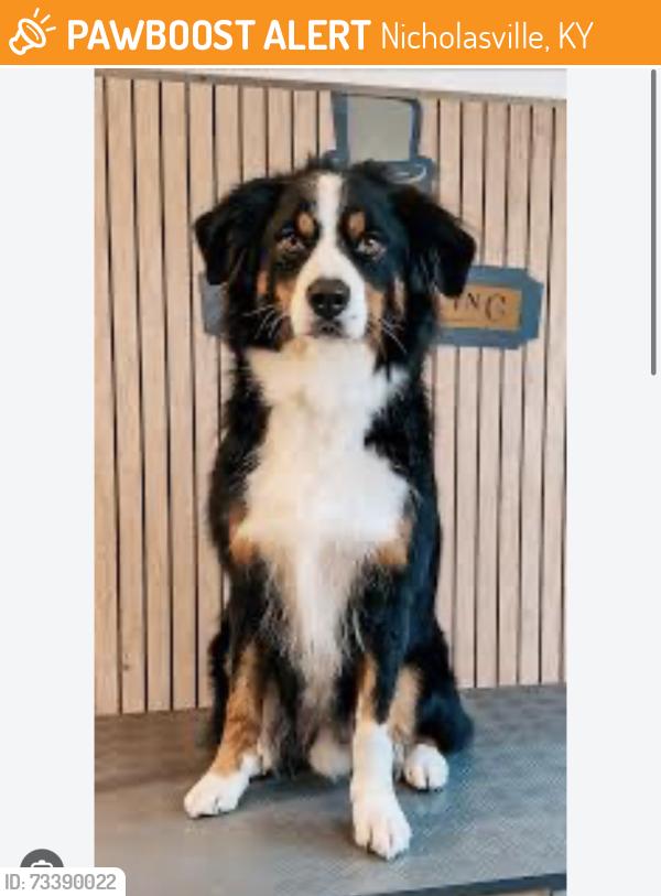 Found/Stray Unknown Dog last seen Grey Oak Lane headed toward Southpoint Dr, Nicholasville, KY 40356