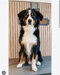 Found/Stray Unknown Dog last seen Grey Oak Lane headed toward Southpoint Dr, Nicholasville, KY 40356