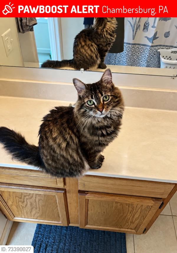 Lost Female Cat last seen Near Powell Dr Chambersburg, PA, Chambersburg, PA 17201