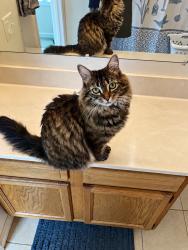 Lost Female Cat last seen Near Powell Dr Chambersburg, PA, Chambersburg, PA 17201