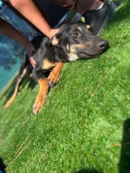 Shelter Stray Male Dog last seen Near BLOCK S VINE AVE, 333 Chandler Pl, San Bernardino, CA 92408, USA