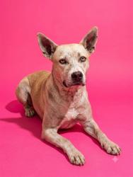 Shelter Stray Female Dog last seen Near BLOCK PHOENIX, 2020 Forest St, Jacksonville, FL 32204, USA