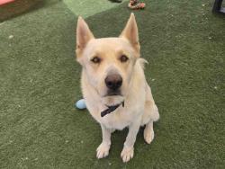 Shelter Stray Male Dog last seen , 2481 Palomar Airport Rd, Carlsbad, CA 92011, USA