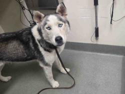 Shelter Stray Female Dog last seen , 2481 Palomar Airport Rd, Carlsbad, CA 92011, USA