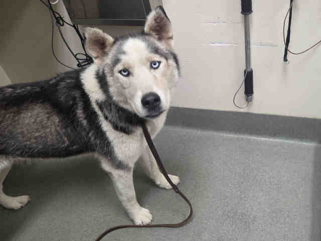 Shelter Stray Female Dog last seen , 2481 Palomar Airport Rd, Carlsbad, CA 92011, USA