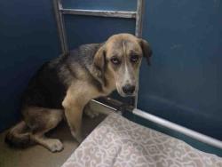 Shelter Stray Female Dog last seen N. TWIN OAKS VALLEY, 2481 Palomar Airport Rd, Carlsbad, CA 92011, USA