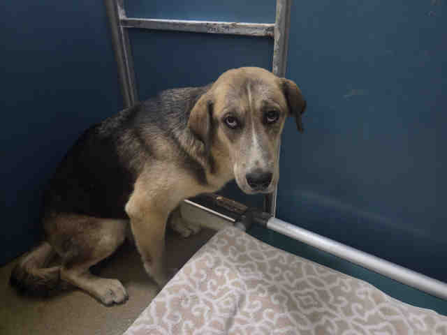 Shelter Stray Female Dog last seen N. TWIN OAKS VALLEY, 2481 Palomar Airport Rd, Carlsbad, CA 92011, USA