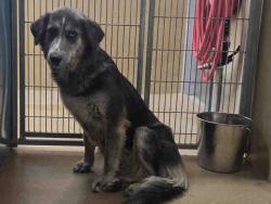Shelter Stray Female Dog last seen N. TWIN OAKS VALLEY, 2481 Palomar Airport Rd, Carlsbad, CA 92011, USA